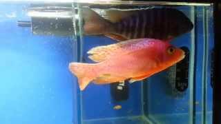 Most Wanted Chiclids - in prison -  Aulonocara FireFish & Chiloelo