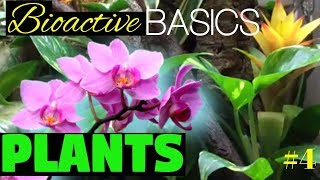 Vivarium Plant Care - How to Grow Plants in a Bioactive Vivarium | Bioactive Basics #4