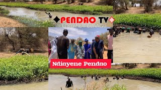 Maayo Ngualanka Ndiayene Pendao