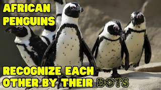 African Penguins Recognize Each Other by Their Polka Dot Patterns