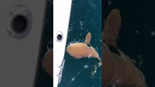 8 foot nurse shark caught off Naples florida Gordon pass