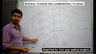 Anatomy of the sacral plexus or lumboscral plexus - Simplified for first year medical students