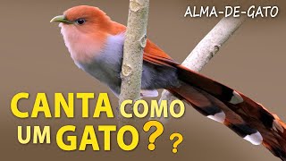 ALMA-DE-GATO CANTA como um GATO? Comportamentos e curiosidades da ave rabilonga!