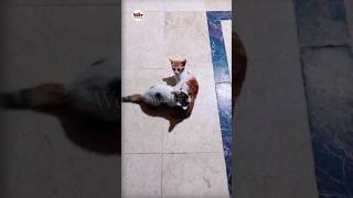 Kittens playing with each other so cute #shorts