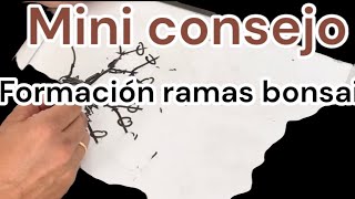 Mini consejo, formación ramas bonsái