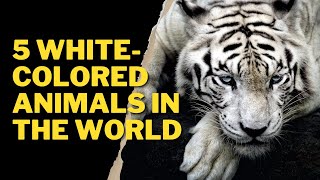 5 WHITE COLORED ANIMALS IN THE WORLD