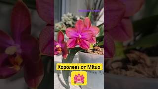 Неоновая орхидея P. Mituo Sun Queen 'Lotos' Ура! Сильный аромат #MITUO #ORCHID #орхидеи #фаленопсис