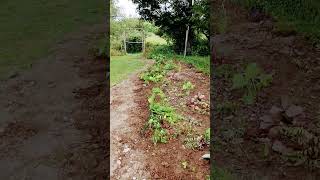 Planting more new plants in new shade garden