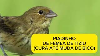 Piado de fêmea de tiziu, cura até muda de bico