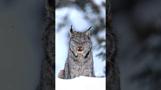 Un lynx du Canada à environ 5 mètres de moi! #lynx #nature #quebec #photography #wildlife