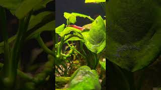 Neocaridina davidi red sakura