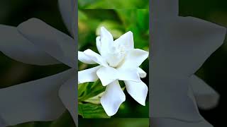 A Mesmerizing Display of Gardenia Blossoms. #gardenia #shorts #viral #trending #shortvideo