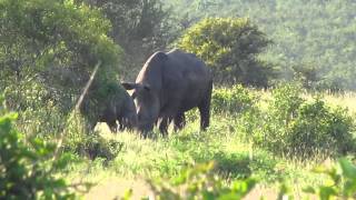 White Rhino female teaching young to fight,Kruger Park 18 feb 2013