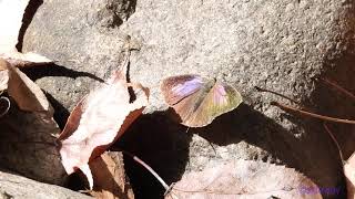 butterfly.240600501p08tt-arhopala bazalus turbata 百嬈灰蝶-A001C01