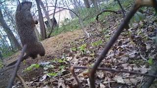 Woodchuck standing on hind legs.