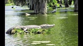 Howlin' Waters Band Live Swamp Rock ("CCR Trilogy")