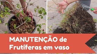 Como cuidar das Frutíferas Manutenção / Poda de Raízes