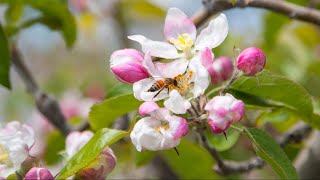 Protecting Bees in Superfresh Orchards