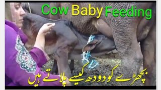 How Cow Baby Feeding ll Girl Cow Milking by Hand in Village ll VillageGirlsLife