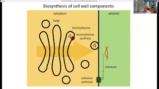 Mechanobiology Boot Camp 2024: Charlie Anderson, Plant Cell Wall