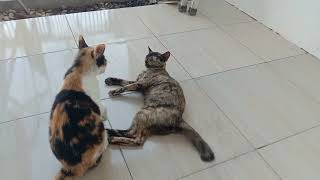 Kucing Berantem//Cat Fighting