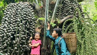 Harvest forest fruits and bring them to the market to sell, Taro gardening | Triệu Văn Tính