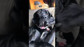 Funny Animals 2024 😂 - Funniest Cats and Dogs video 🐱 🐶 #shorts