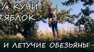 (2019) 1/4 кучи яблок и летучие обезьяны