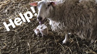 Lambing diaries: Momma’s telling me her lamb is sick … vlog 574