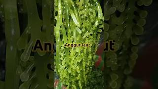 anggur laut/lawi-lawi