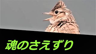 ヒバリの囀鳴 ( さえずり )　紀ノ川 中流域