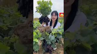 🍇🍇🌱#farming #vegestables #fruit #satisfying #gardening #youtubeshorts @rupasanjya🌱🌱😱😱