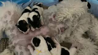 23 Jun ‘21 Wire Fox Terrier Babies with Mom