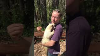 Wildlife Wonders at 1pm  Tamandua 2020