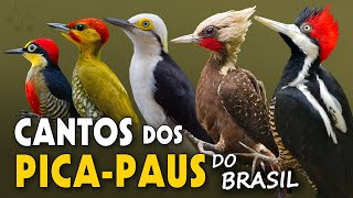 CANTOS dos PICA-PAUS do BRASIL | Cantos Planeta Aves!