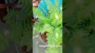 Variegated Boston Fern with Unique Leaf Foliage