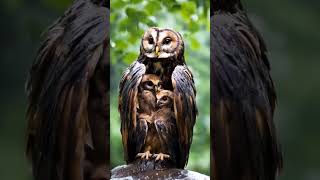 Owl Animal WorldThe power of maternal love is great#