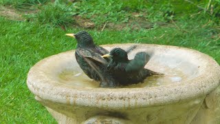 European starlings, Hertford