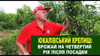 №124 Юкалівський крепиш: урожай горіха четвертого року від посадки