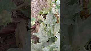 تر۔ڈاؤنی فنگس کا حملہ۔ Attack of Downy mildew at Armenian Cucumber and it's management