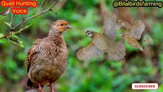 Quail Batair voice for hunting||Batery ka shikar hi shikar