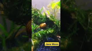 Java moss in aquarium