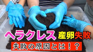 【ショック】ヘラクレスの産卵がうまくいかない