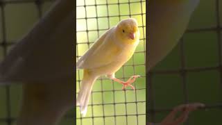 Cutest Canary Bird 😍