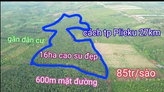 bań vườn cao su gia lai. 16ha cao su đông đặc ngay khu đông dân cư.