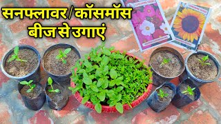 फ़रवरी मे कॉसमॉस / सनफ्लावर का बीज लगाए /  How to Grow Sunflower / Cosmos From Seeds at Home