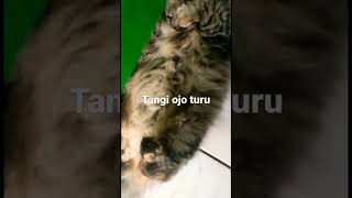 Tangi Ojo turu #kucing #kucinglucu #kucingimut