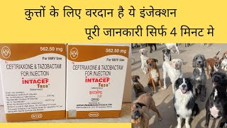 इंजेक्शन intacef tazo use || इंजेक्शन intacef tazo 562.50mg use in hindi