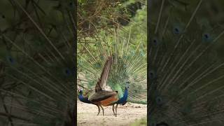 ময়ূর নাচে পেখম তুলে । আমরা নাচি মনের ভুলে#peacock #naturalbeauty