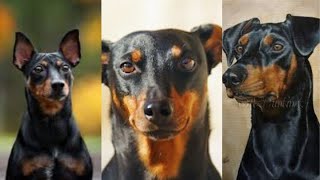 German pinscher | Funny and Cute dog video compilation in 2022.